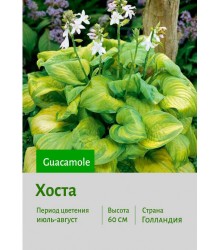 Хоста Guacamole