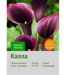 Калла Captain Ranomi