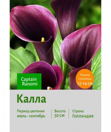 Калла Captain Ranomi