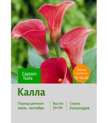Калла Captain Tusla