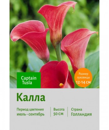 Калла Captain Tusla