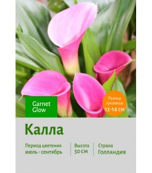 Калла Garnet Glow
