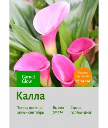 Калла Garnet Glow