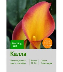 Калла Morning Sun