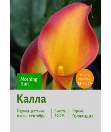 Калла Morning Sun
