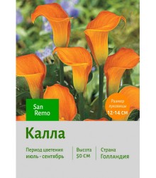 Калла San Remo