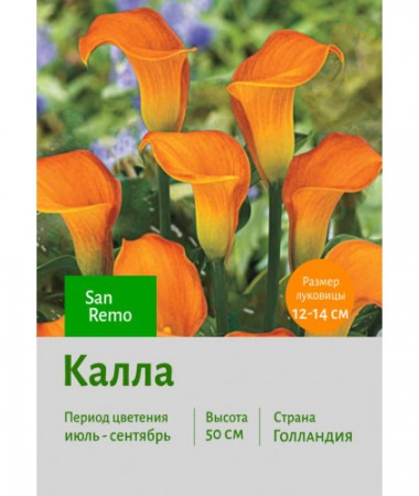 Калла San Remo
