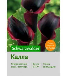 Калла Schwarzwalder