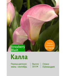 Калла Strawberry Blush