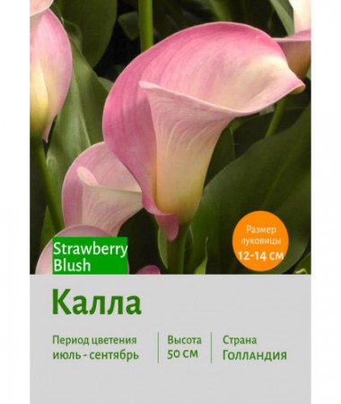 Калла Strawberry Blush