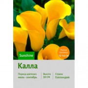 Калла Sunshine