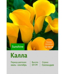 Калла Sunshine