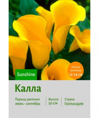 Калла Sunshine