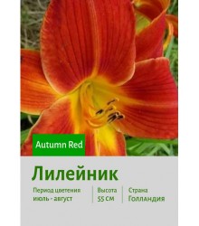 Лилейник Autumn Red Лилейник Autumn Red
