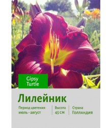 Лилейник Gipsy Turtle Лилейник Gipsy Turtle