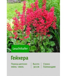 Гейхера Leuchtkafer