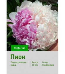 Пион Mister Ed