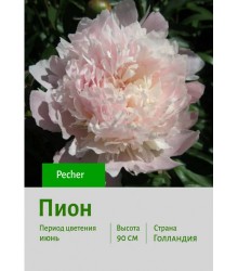 Пион Pecher