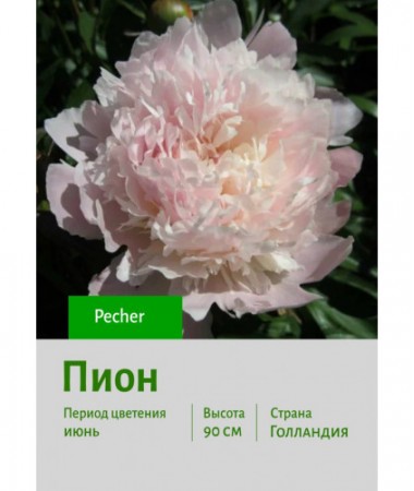 Пион Pecher