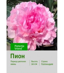 Пион Pietertje Vriend