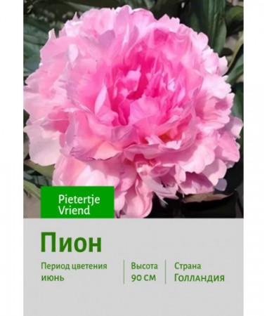 Пион Pietertje Vriend