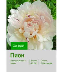 Пион Zus Braun