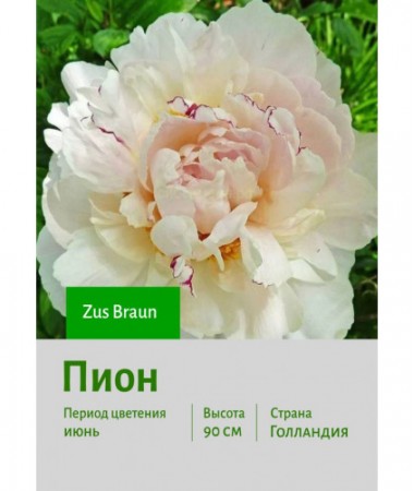 Пион Zus Braun