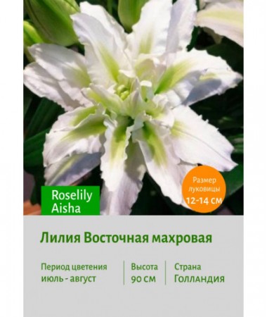 Лилия Roselily Aisha