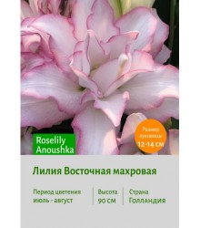 Лилия Roselily Anoushka