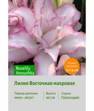 Лилия Roselily Anoushka