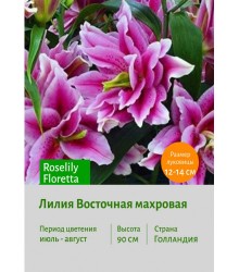 Лилия Roselily Floretta