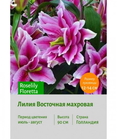 Лилия Roselily Floretta