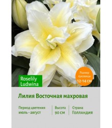 Лилия Roselily Ludwina