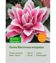 Лилия Roselily Olympia