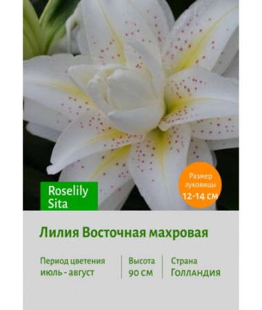 Лилия Roselily Sita