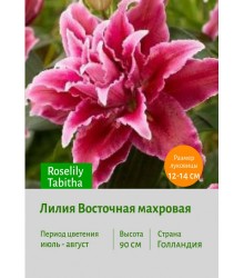 Лилия Roselily Tabitha