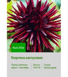 Георгина Nuit d'Ete Георгина Nuit d'Ete
