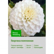 Георгина Petra's Wedding