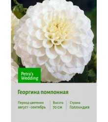 Георгина Petra's Wedding Георгина Petra's Wedding