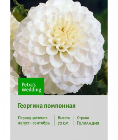 Георгина Petra's Wedding