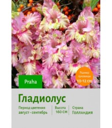 Гладиолус Praha