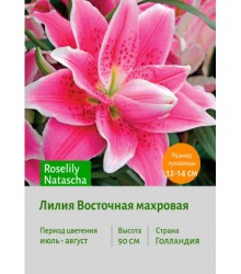 Лилия Roselily Lorena