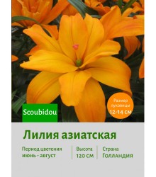 Лилия Scoubidou