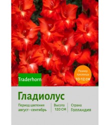 Гладиолус Traderhorn