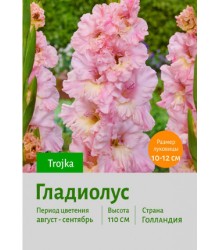 Гладиолус Trojka