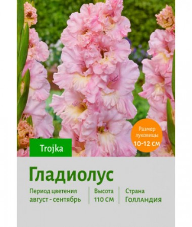 Гладиолус Trojka