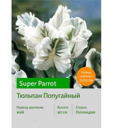 Тюльпан Попугайный Super Parrot