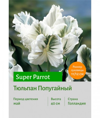 Тюльпан Попугайный Super Parrot