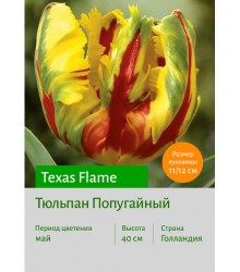 Тюльпан Попугайный Texas Flame