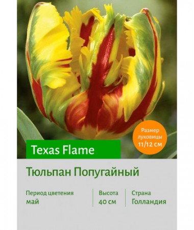 Тюльпан Попугайный Texas Flame